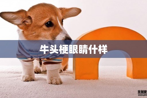 牛頭梗眼睛什樣