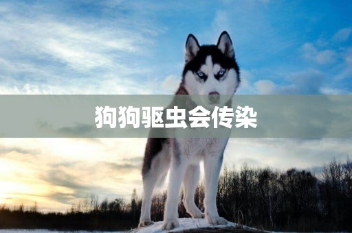 狗狗驅蟲會傳染