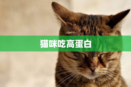 貓咪吃高蛋白