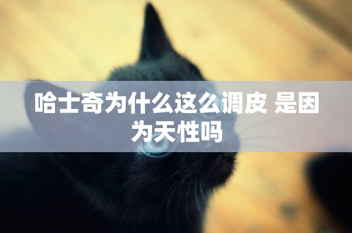 哈士奇為什么這么調皮 是因為天性嗎