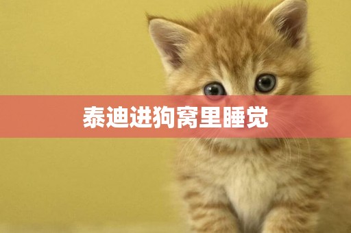 泰迪進狗窩里睡覺