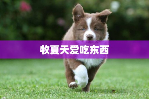 牧夏天愛吃東西