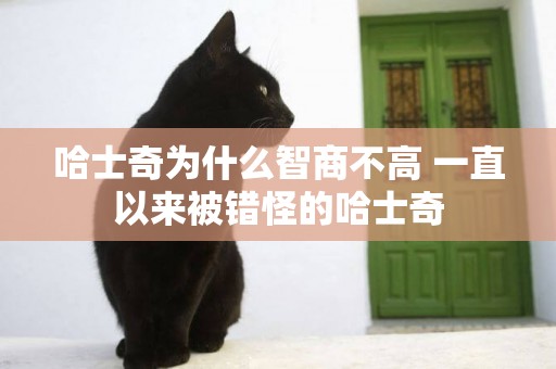 哈士奇為什么智商不高 一直以來被錯怪的哈士奇
