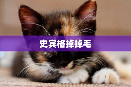 史賓格掉掉毛