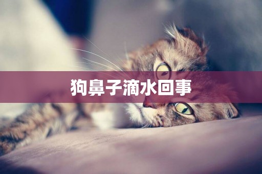 狗鼻子滴水回事