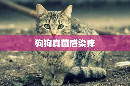 狗狗真菌感染癢