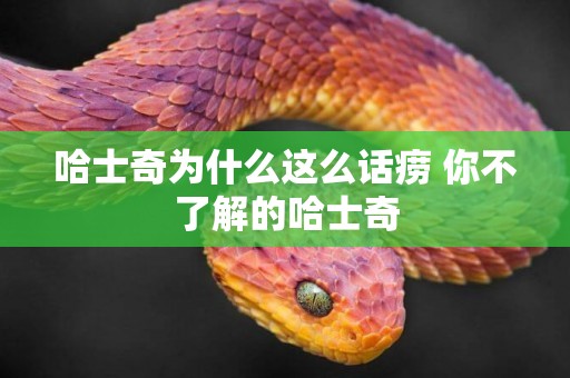 哈士奇為什么這么話癆 你不了解的哈士奇
