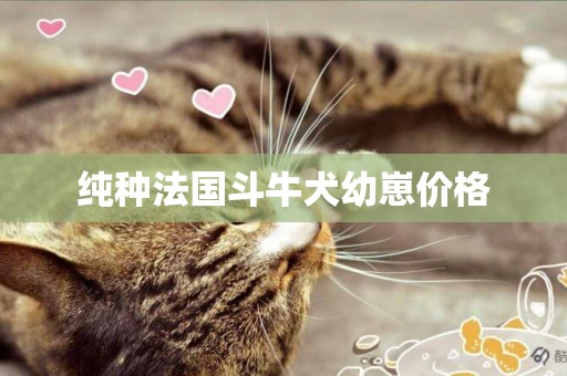 純種法國斗牛犬幼崽價格