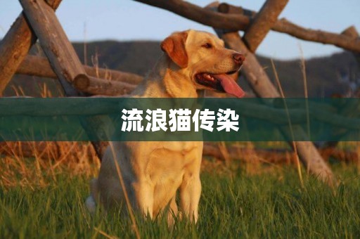 流浪貓傳染
