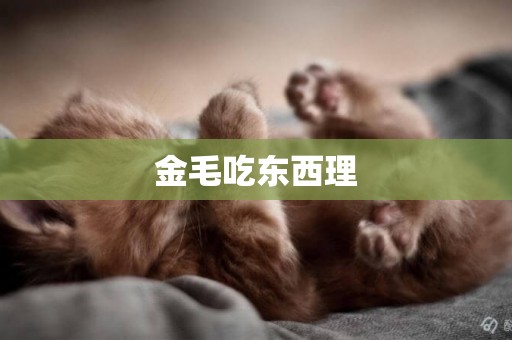 金毛吃東西理