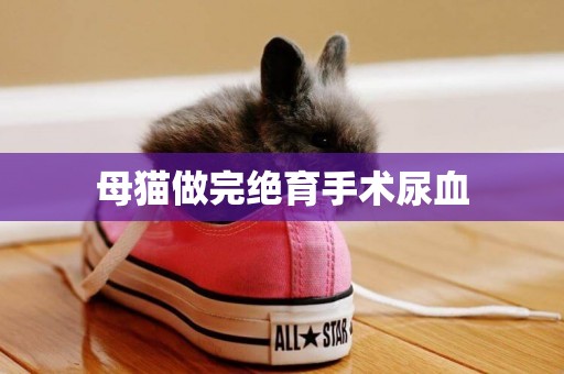 母貓做完絕育手術尿血