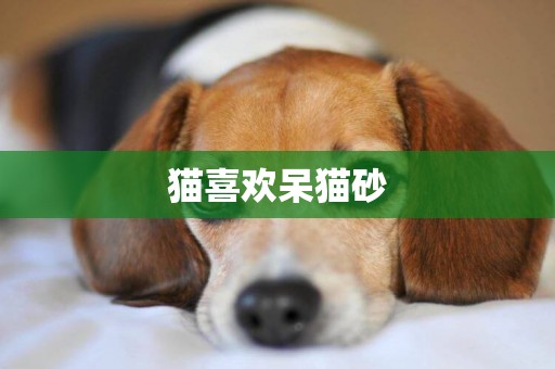 貓喜歡呆貓砂