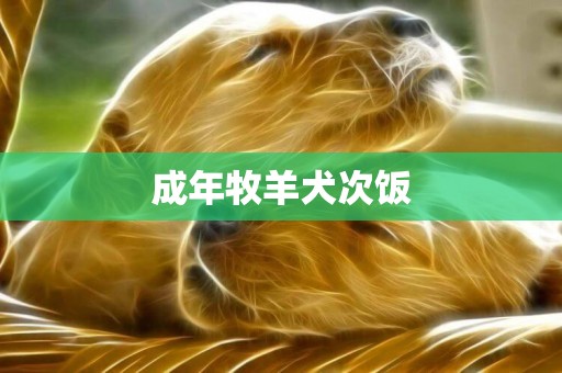 成年牧羊犬次飯
