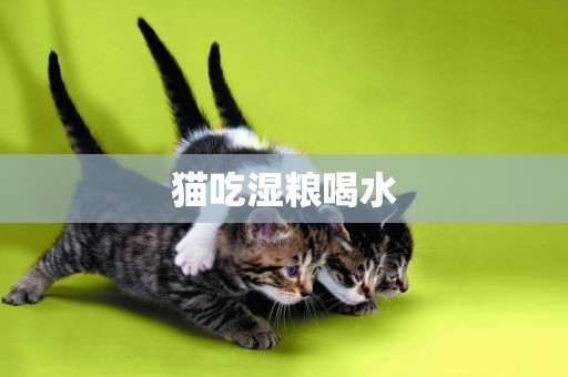 貓吃濕糧喝水