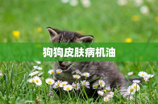 狗狗皮膚病機油