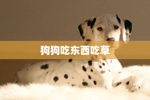 狗狗吃東西吃草