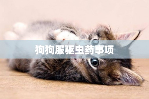 狗狗服驅蟲藥事項