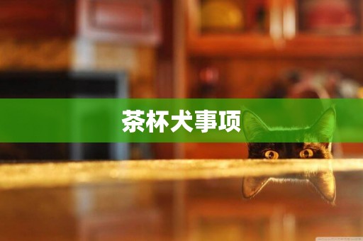 茶杯犬事項