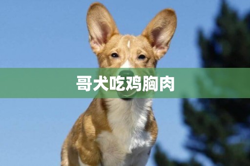 哥犬吃雞胸肉