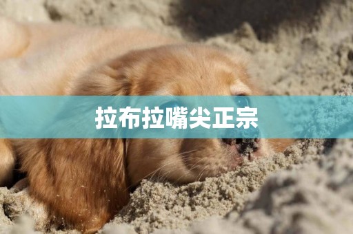 拉布拉嘴尖正宗