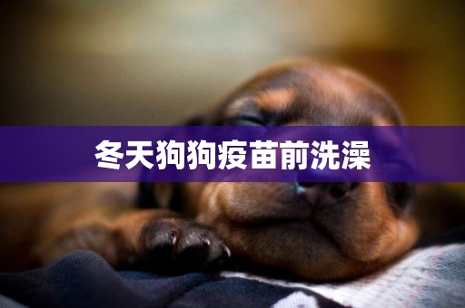 冬天狗狗疫苗前洗澡