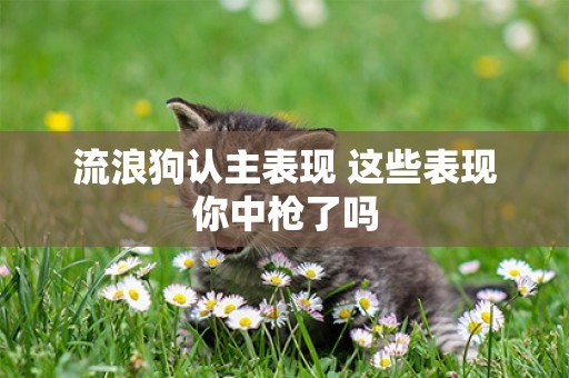 流浪狗認主表現 這些表現你中槍了嗎
