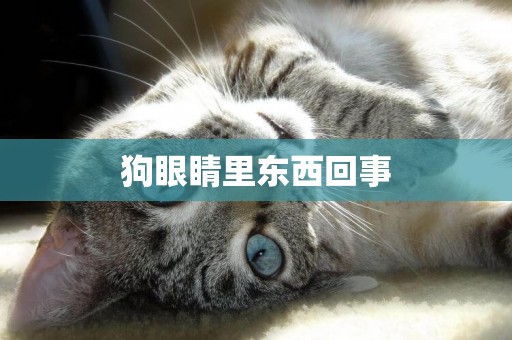狗眼睛里東西回事