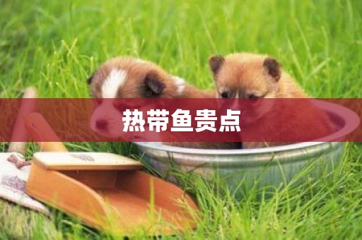 熱帶魚貴點