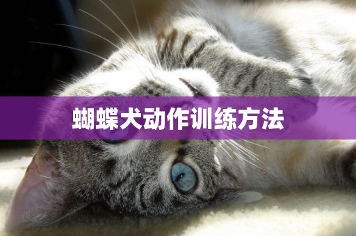 蝴蝶犬動作訓練方法