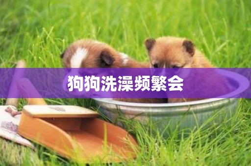 狗狗洗澡頻繁會