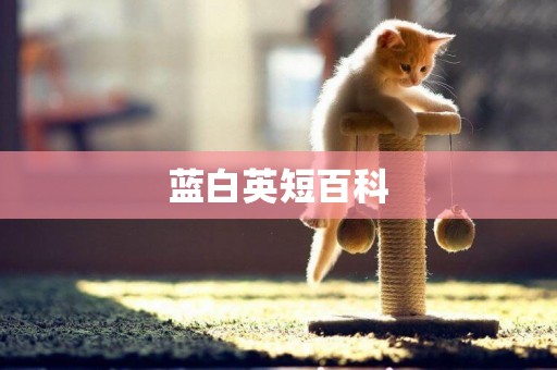 藍白英短百科