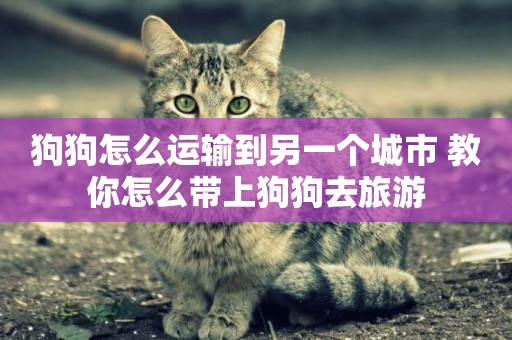 狗狗怎么運輸到另一個城市 教你怎么帶上狗狗去旅游