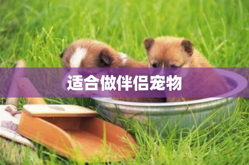 適合做伴侶寵物