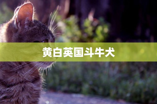 黃白英國斗牛犬
