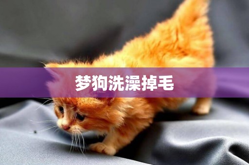 夢狗洗澡掉毛