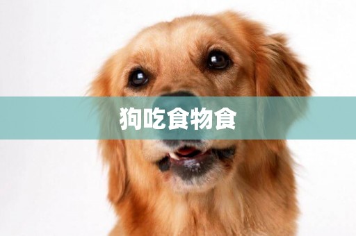 狗吃食物食