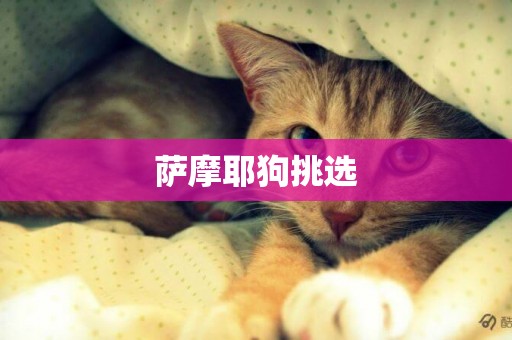 薩摩耶狗挑選