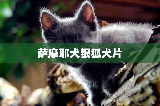 薩摩耶犬銀狐犬片