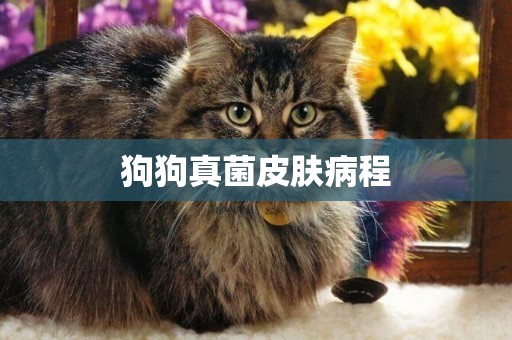狗狗真菌皮膚病程