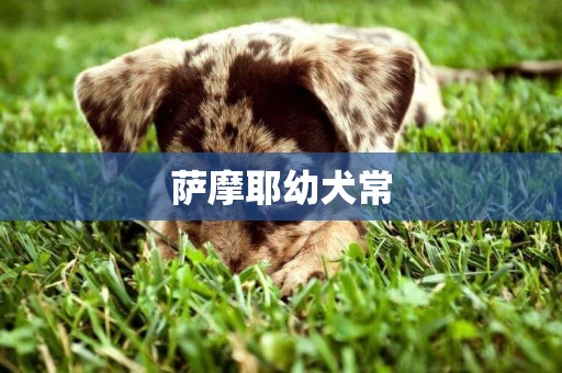 薩摩耶幼犬常