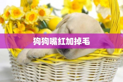狗狗嘴紅加掉毛