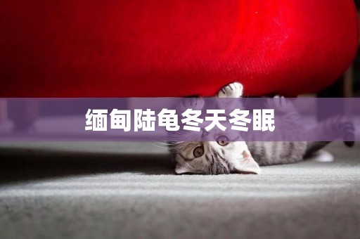緬甸陸龜冬天冬眠
