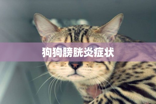 狗狗膀胱炎癥狀