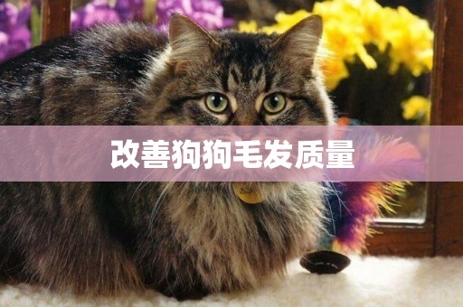 改善狗狗毛發質量