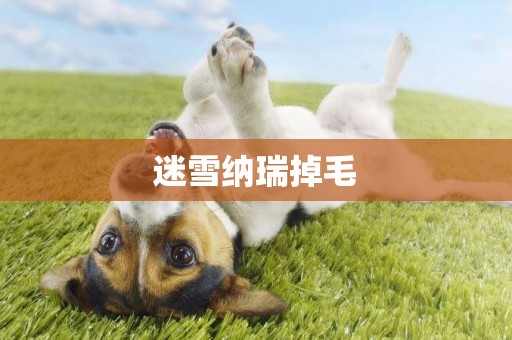 迷雪納瑞掉毛