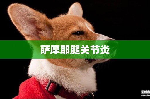 薩摩耶腿關節炎