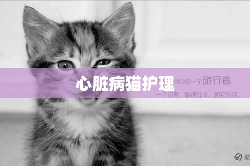 心臟病貓護理