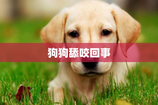狗狗舔咬回事