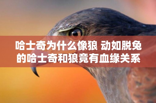 哈士奇為什么像狼 動如脫兔的哈士奇和狼竟有血緣關系