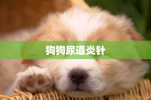 狗狗尿道炎針